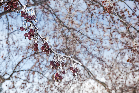 冬天有冻红莓树图片