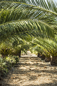 棕榈林中小棕榈树的数行热带树干收成农场棕榈绿色植物叶子图片