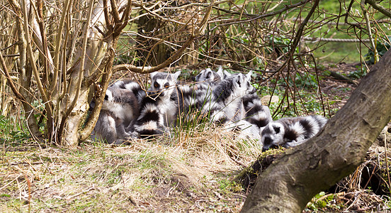 环尾狐猴Lemur catta 树上组野生动物条纹眼睛荒野濒危尾巴毛皮灵长类警报团体图片