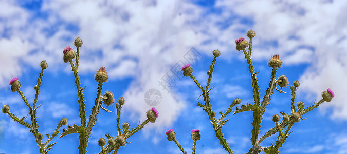 奶正在开花天空晴天画幅色彩环境紫色色泽菊科蜘蛛杂草图片