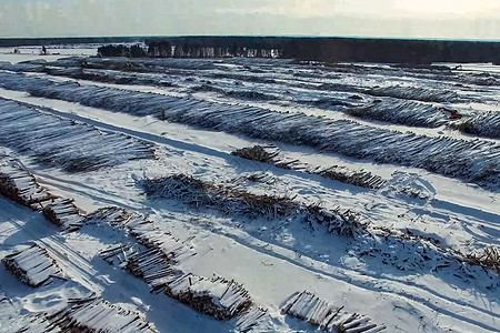 被砍伐的树木躺在开阔的天空下 俄罗斯的森林砍伐 西伯利亚森林的破坏 木材采伐环境活力资源贮存材料燃料腐败工厂生态收获图片