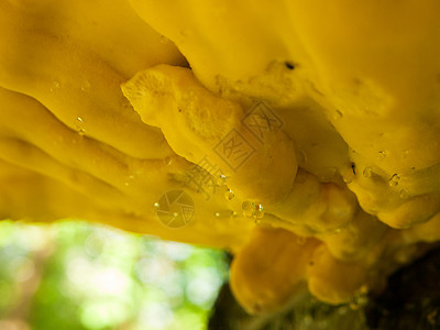 特写树林的鸡肉 树皮上的硫磺架子药品树干林地植物多孔树木食物橙子森林生物学图片