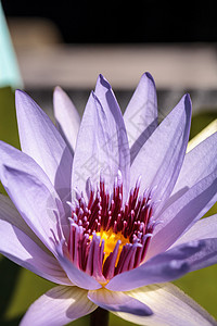 蓝星水百合新芬法亚努沙利花朵紫花星星条纹水生植物蓝色睡莲叶荷花百合紫色花园图片