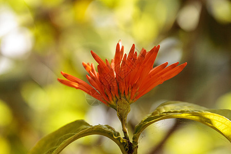 橙色墨西哥蜂蜜冰淇淋花朵橙子金银花花园羽毛紫荆图片