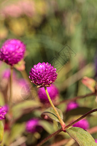 Gomphrena 紫花花花园紫花粉红色刺花图片