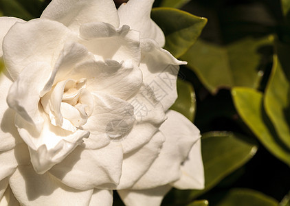 白花花在花园中开花栀子花白色热带图片