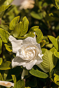 白花花在花园中开花栀子花热带白色图片