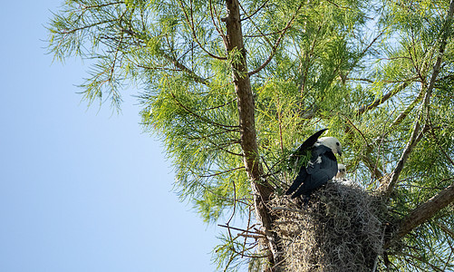一只吞燕尾风筝埃拉诺迪斯飞猫小鸡的模糊头目羽毛白鸟细纹鸟类婴儿胡桃野生动物动物图片