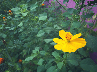 橙色星光花植物植物群宏观黄色美丽季节花园花瓣绿色叶子图片