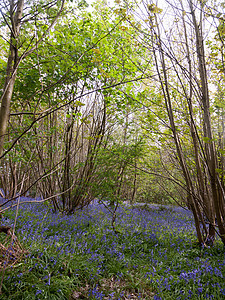 森林林地的泉水里 有蓝铃 花朵横穿佛罗农村小路木头植物植物群荒野英语花园紫色季节图片