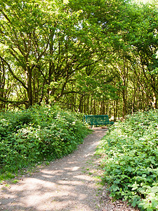 带空绿椅子和爸爸的红林地景观背景美丽木头蓝色树木树干植物群晴天季节墙纸天空图片