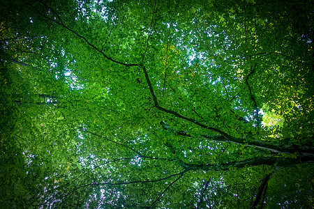 穿透明阳光的春林之路 斯洛文尼亚比斯特里斯科温特加娱乐生活植物绿林树叶绿色休闲小路春林树干图片
