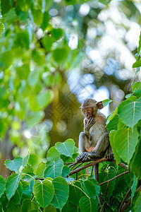 树上的猴子家庭丛林头发绿色野生动物灵长类哺乳动物毛皮动物公园图片