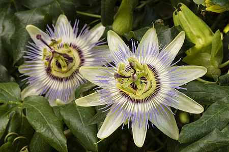 帕斯西弗洛拉激情花藤蔓季节花瓣图片