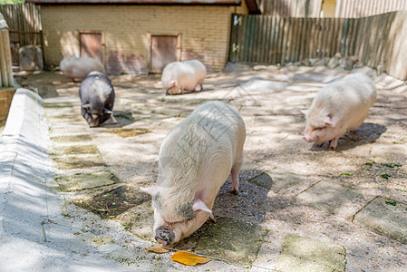农猪乡村哺乳动物小猪家畜耳朵食物稻草牛奶粉色农场图片