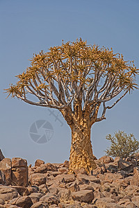 纳米比亚南部的Quiver树岩石森林生态花岗岩气候半沙漠阳光活动旅行树木图片