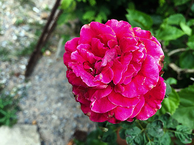 近端粉红色玫瑰模糊背景红色花瓣美丽植物群绿色花园粉色植物图片