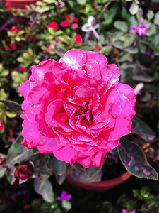 近端粉红色玫瑰模糊背景花园植物群花瓣绿色植物美丽红色粉色图片