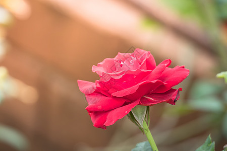 花园里的玫瑰花情人绿色植物群玫瑰树叶花瓣日光粉色图片