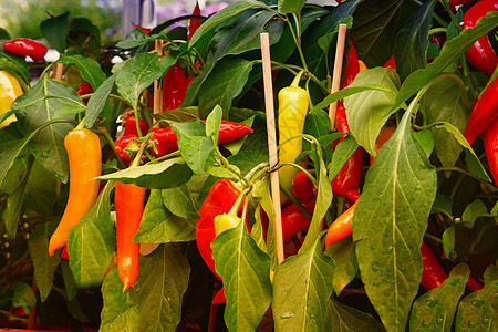 有机花园中的红辣椒蔬菜豆荚栽培农业生长有机农场场地庄稼食物橙子图片