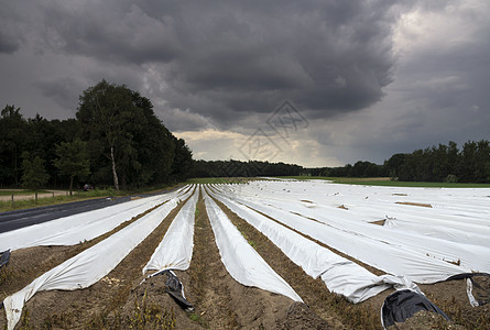 Herkenbosch的Asparagus油田图片