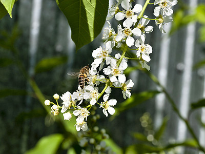 蜜蜂从鸟樱花花中收集花蜜花瓣飞行白色天空香气植物学植物蓝色植物群花园图片