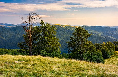 斯维多维茨山脊草地上的白羊森林图片