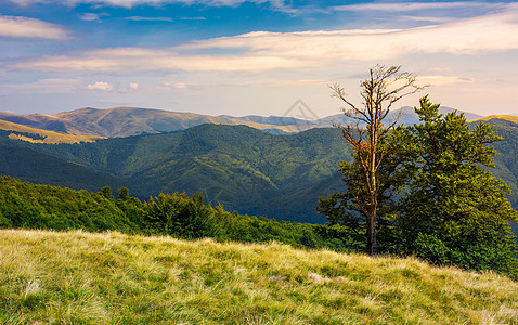 Svydovets山脊草地上的小树山毛榉植物地毯爬坡土地叶子海拔公园环境山脊图片