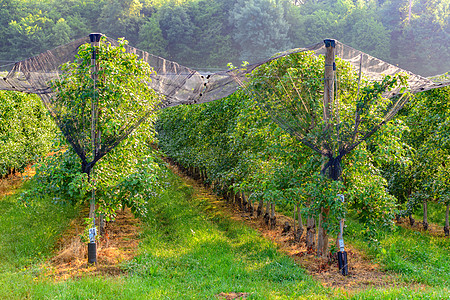 配有保护网的苹果果园冰雹树叶国家场地生长板条箱天空植物收成疾病图片