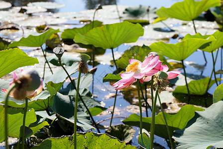 伏尔加河洪泛平原湖边的花朵旅游空气乐趣花瓣生态树叶植物群花序雄蕊冒险图片