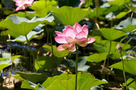 伏尔加河洪泛平原湖边的花朵花瓣空气生态冒险树叶旅行花序雄蕊情绪休息图片