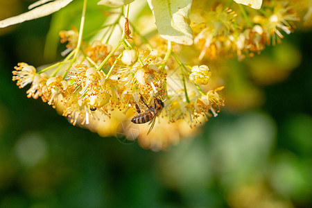 林登花朵中的蜜蜂蜂蜜植物香气草本植物花粉叶子花瓣植物群药品宏观图片