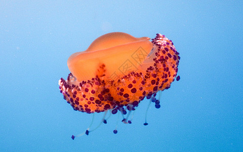 地中海的炸蛋水母生物游泳海洋油炸海洋生物生活子根橙子紫色海蜇图片