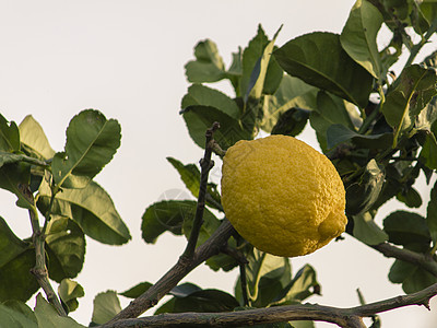 树上的柠檬果实图片