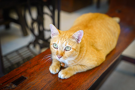 长橙色猫盯着天花板图片