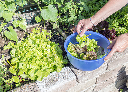 妇女从花园中采摘新鲜生菜土壤沙拉蔬菜植物园丁食物园艺农民女士农业图片