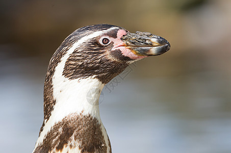 Pinguin正在进食海洋异国岩石生活支撑荒野享受斗争野生动物游泳图片