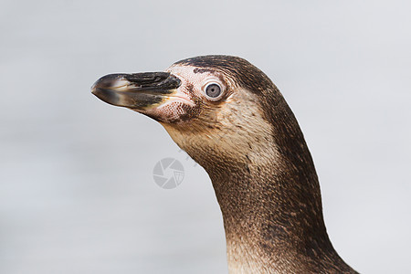 Pinguin正在进食燕尾服野生动物斗争海洋企鹅生活荒野享受岩石游泳图片