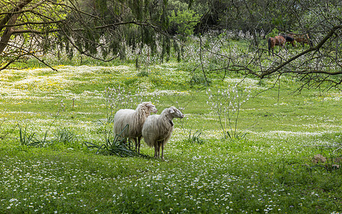 在沙地尼的田野里有两只萨地尼亚羊图片