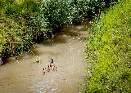 鸭和鸭在池塘中游泳图片