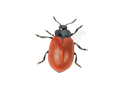 白色背景的甲虫叶甲虫野生动物喇叭翅膀昆虫漏洞红色宏观天线图片