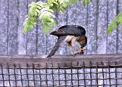 雀鹰吃猎物花园荒野打猎棕色羽毛捕食者动物观鸟眼睛猎人图片
