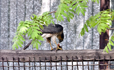 雀鹰吃猎物捕食者猎人荒野花园棕色野生动物动物羽毛打猎眼睛图片