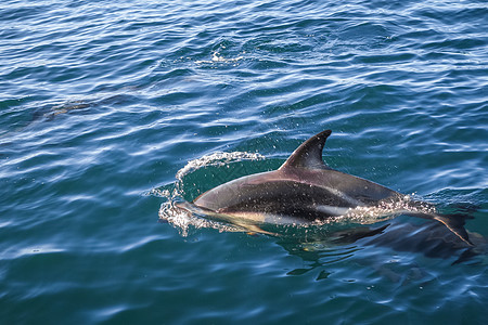 新西兰Kaikoura湾海豚海浪海岸荒野捕食者鲸目动物野生动物海洋手表海上生活图片