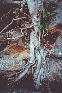 根在岩石上森林石头植物树干生长环境绿色树叶荒野木头图片