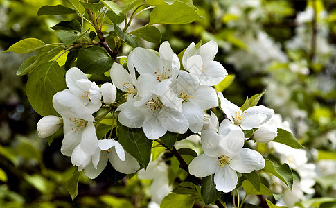 苹果树的大白花季节性叶子公园绿色活力阳光植物花瓣农村植物群图片