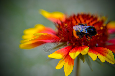 黄花和橙花头上的蜜蜂荒野蜂蜜野生动物橙子动物翅膀季节昆虫天线花蜜图片