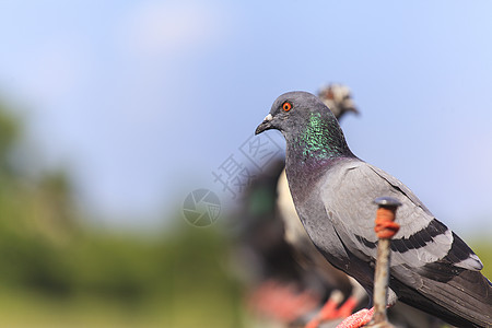 黑鸽子一连串的锁蓝色野生动物自由羽毛动物天空电气金属黑色生活图片