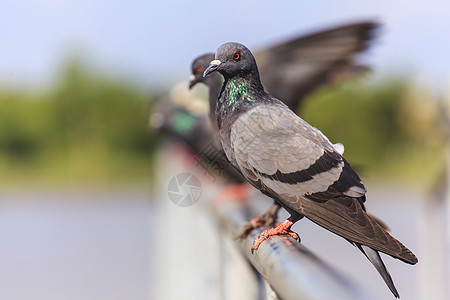 黑鸽子一连串的锁自由蓝色天空动物群团体荒野动物翅膀金属生活图片