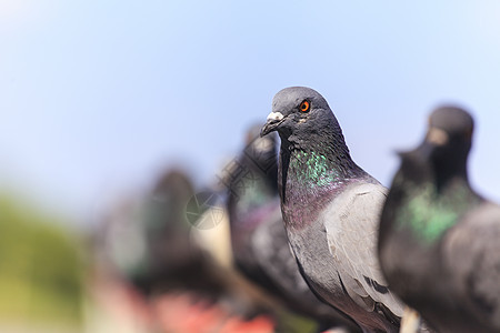 黑鸽子一连串的锁自由蓝色荒野翅膀金属黑色天空动物群野生动物团体图片